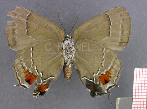 Thereus genena (femelle, verso)