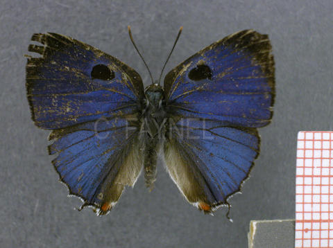 Thereus guianivaga (mâle, recto)