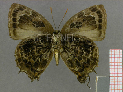 Thereus ismarus (mâle, verso)