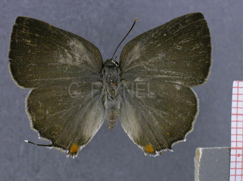 Thereus ortalus (femelle, recto)
