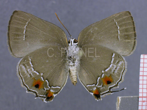 Thereus ortalus (femelle, verso)