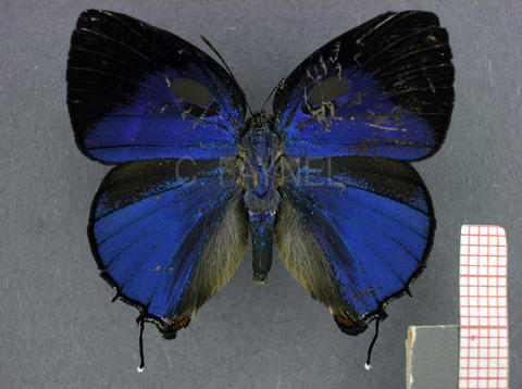 Thereus phalanthus (mâle, recto)