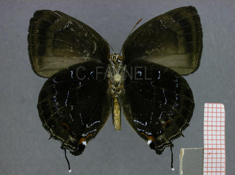 Thereus phalanthus (mâle, verso)
