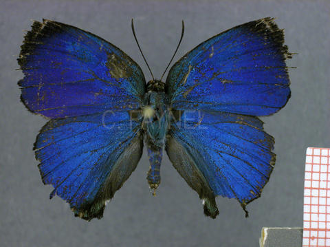 Theritas phegeus (mâle, recto)