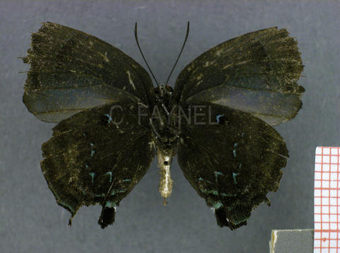 Theritas phegeus (mâle, verso)
