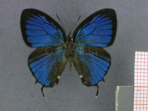 Thestius pholeus (mâle, recto)