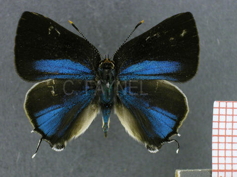 Tmolus cydrara (mâle, recto)