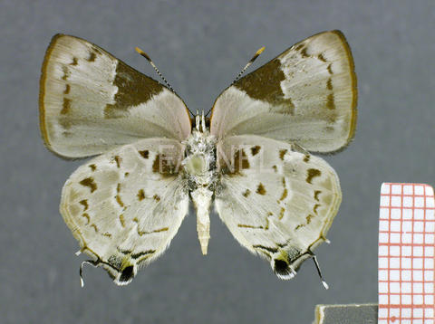 Tmolus cydrara (mâle, verso)