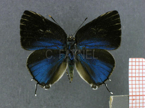Tmolus mutina (mâle, recto)