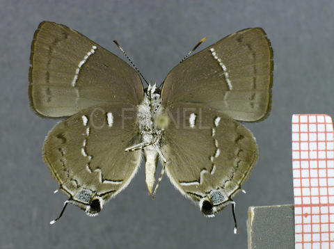 Tmolus mutina (mâle, verso)