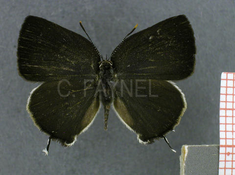 Tmolus ufentina (femelle, recto)