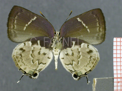 Tmolus ufentina (femelle, verso)