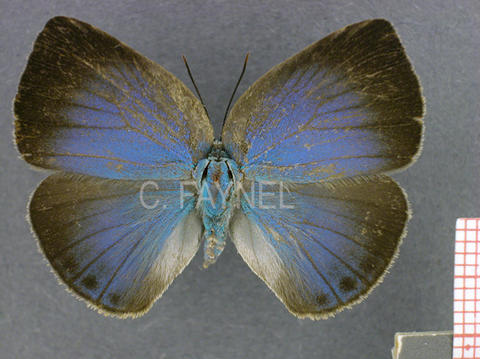 Trichonis immaculata (femelle, recto)