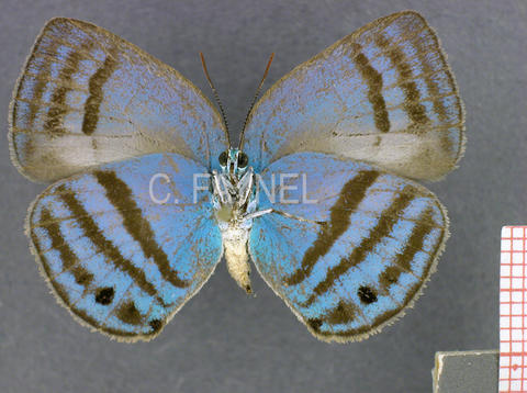 Trichonis immaculata (femelle, verso)