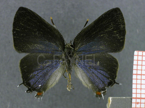 Ziegleria hesperitis (femelle, recto)