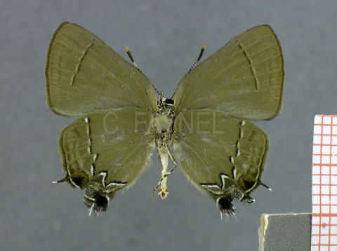 Ziegleria hesperitis (femelle, verso)