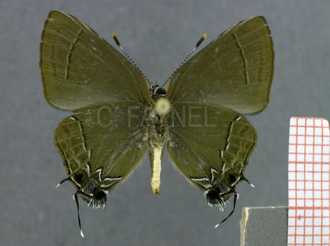 Ziegleria hesperitis (mâle, verso)