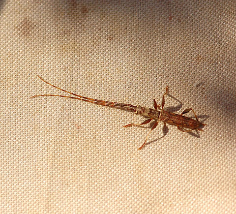 Neocompsa cylindricollis