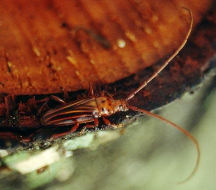 Oxymerus aculeatus lebasii