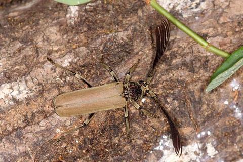 Psygmatocerus guianensis