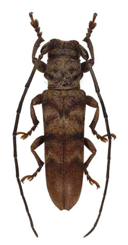 Rhaphiptera lavaissierorum