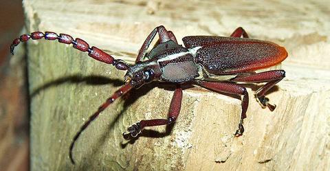 Solenoptera canaliculata