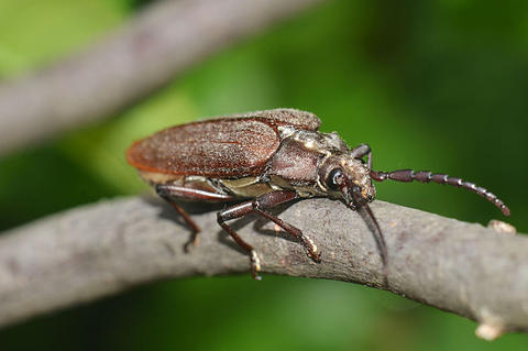 Solenoptera metallescens