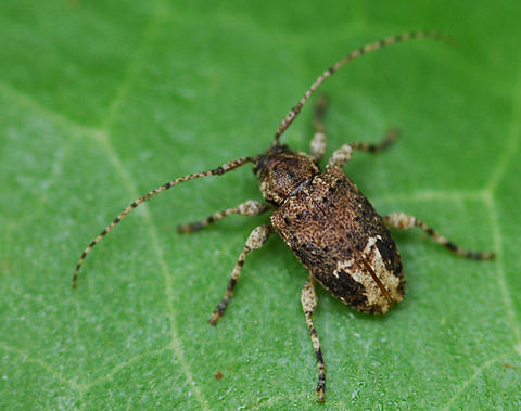Styloleptus posticalis