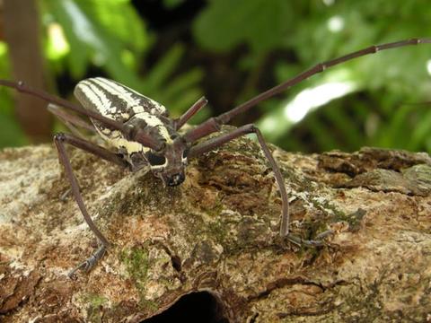 Taeniotes leucogrammus