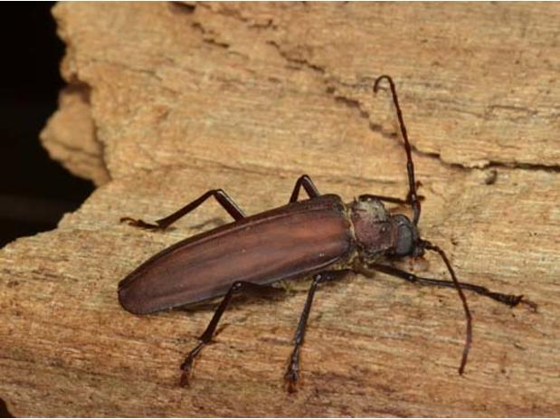 Strongylaspis cortiarius