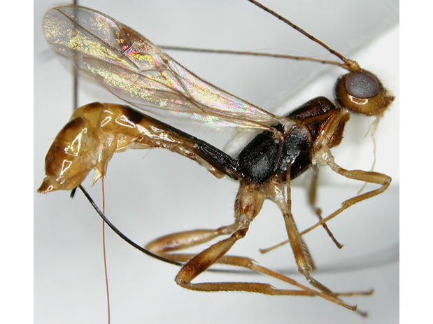 Achterbergia cornicoxa (vue latérale)