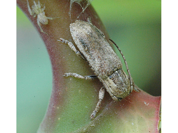 Adetus lherminieri