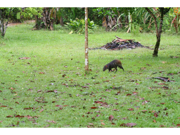 Agouti dans les jardins de Saül