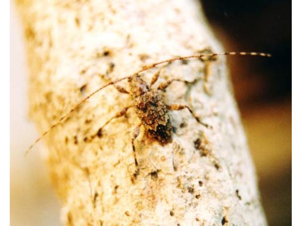 Amniscus assimilis