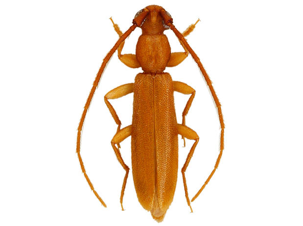 Atenizus simplex Bates, 1884