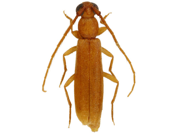 Atenizus simplex Bates, 1884