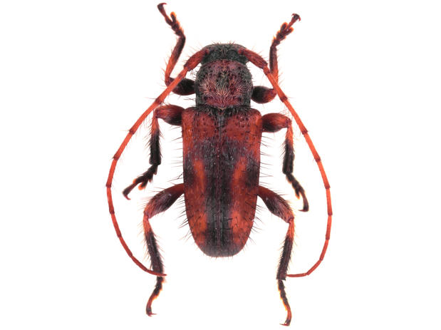 Blabicentrus ghoutii
