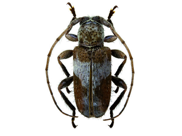 Blabicentrus tomentosus