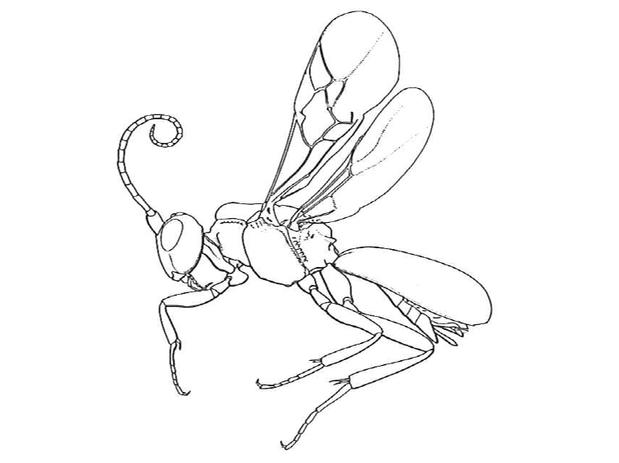 Cheloninae