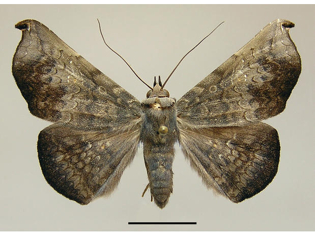 Drepanoperas falcigera