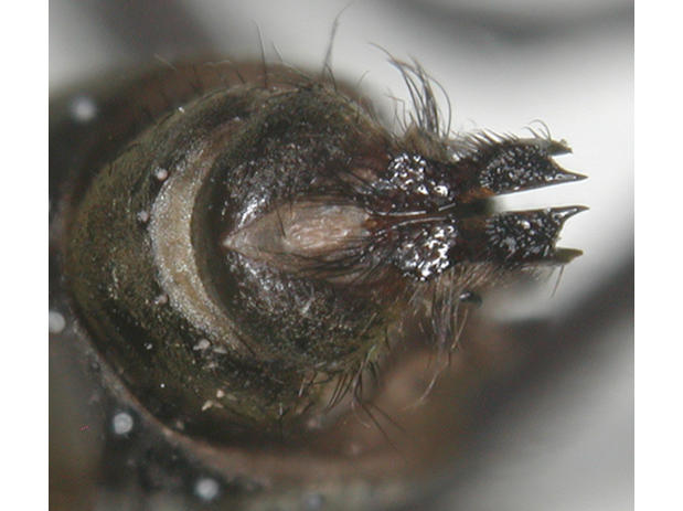 Duckemyia latifrons (Kano & Lopes, 1969) (3)