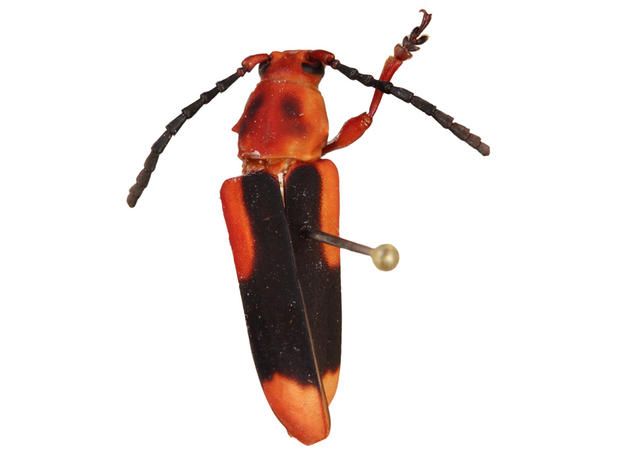 Eriphus rufomaculatus Touroult,Dalens & Tavakilian, 2012