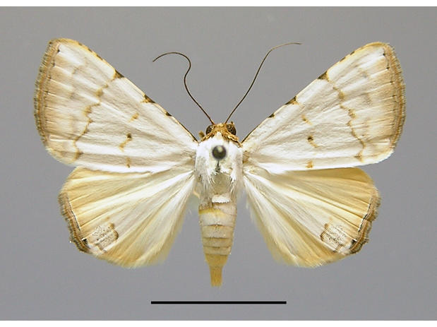 Eulepidotis alabastraria