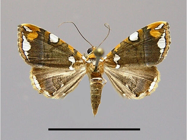 Eulepidotis ouocco