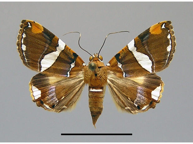 Eulepidotis perlata