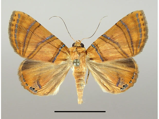 Eulepidotis prismatica