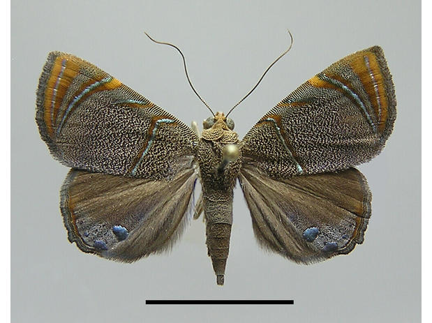 Eulepidotis sabina