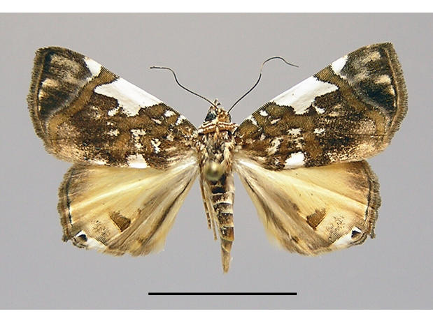 Eulepidotis serpentifera