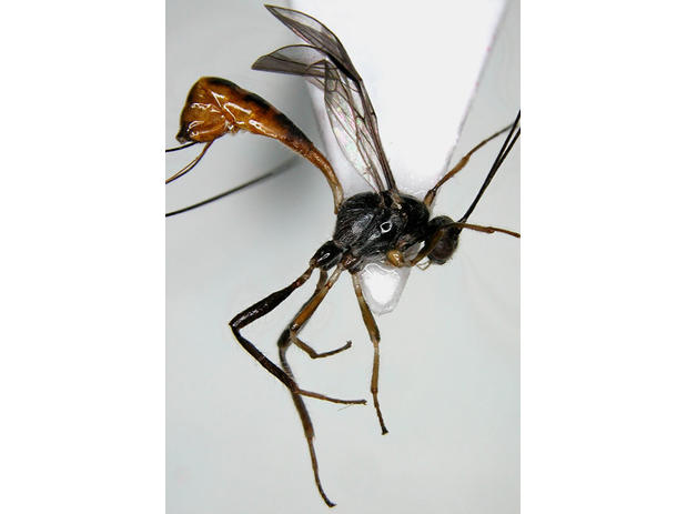 Evaniodes wayampisi Braet, Ceccarelli & Zaldivar-Riveron, 2012