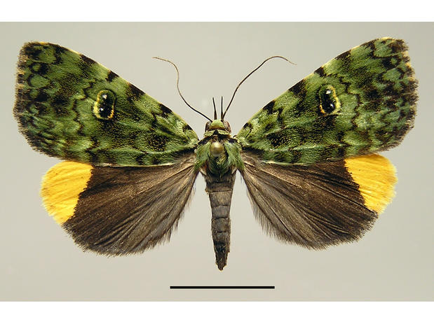 Glenopteris oculifera